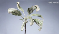 Powdery mildew 